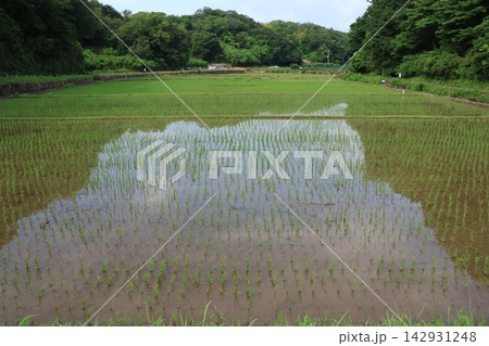 日本の原風景である横浜市内に残る「寺家ふるさと村」の春の田植えされた田んぼの様子 142931248