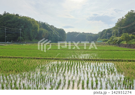 日本の原風景である横浜市内に残る「寺家ふるさと村」の春の田植えされた田んぼの様子 142931274