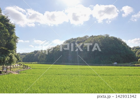 日本の原風景である横浜市内に残る「寺家ふるさと村」の夏の田植えされた田んぼの様子 142931342