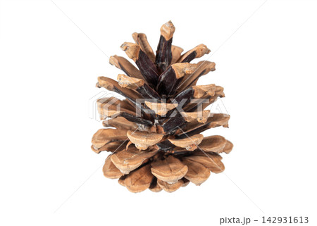 Pine cone isolated on a white background 142931613