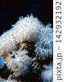 White Soft Coral Colony Closeup With Delicate Polyps Underwater Marine Macro Detail 142932192
