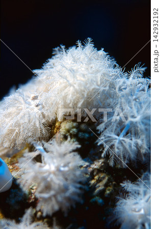 White Soft Coral Colony Closeup With Delicate Polyps Underwater Marine Macro Detail White Soft Coral Colony Closeup With Delicate Polyps Underwater Marine Macro Detail 142932192