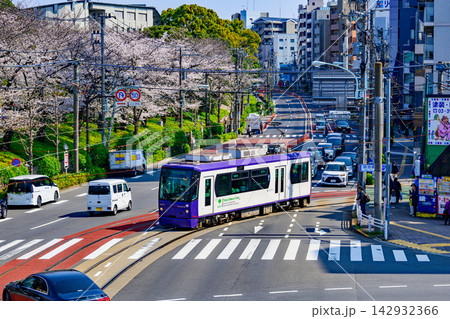 東京さくらトラム　トラムと飛鳥山公園満開の桜 142932366