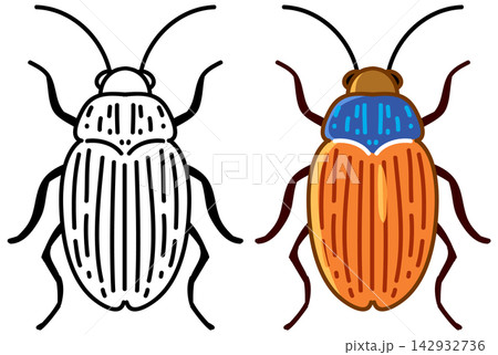 Ground Beetle Insect Line Art and Color Vector Illustration Ground Beetle Insect Line Art and Color Vector Illustration 142932736
