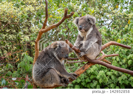 Two koalas resting on tree branches in Kangaroo Island, Australia 142932858