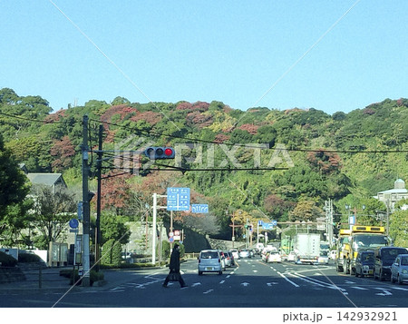 鹿児島　城山の紅葉 142932921