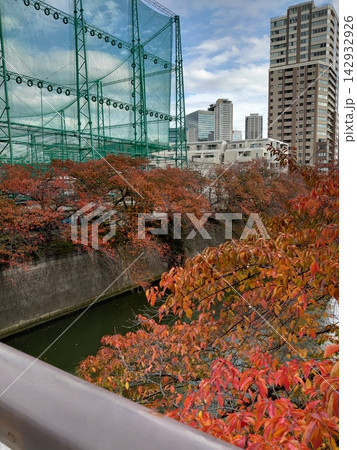 目黒川沿いに広がる紅葉とビルの風景 142932926