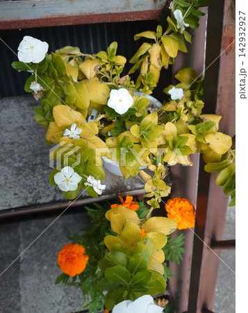 店先の可憐な花々 142932927