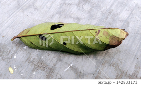 A damaged green leaf lies on the concrete surface. A damaged green leaf lies on the concrete surface. 142933173