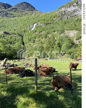 ノルウェーのハイランド牛 ノルウェーのハイランド牛 142933209