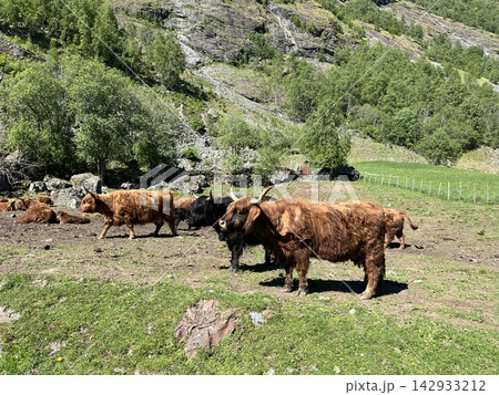 ノルウェーのハイランド牛 142933212