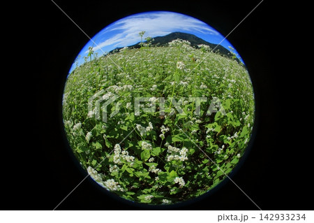 蕎麦の花 蕎麦の花 142933234