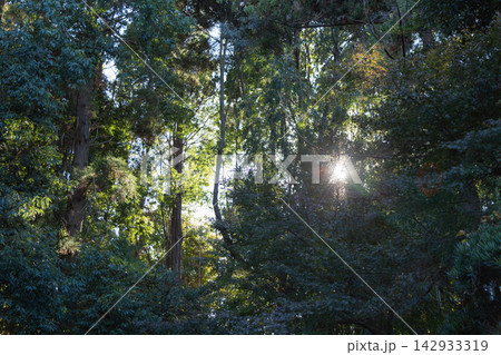 【日本】千葉県の道野辺八幡宮の葉が茂った林の隙間から差し込む夕日 142933319