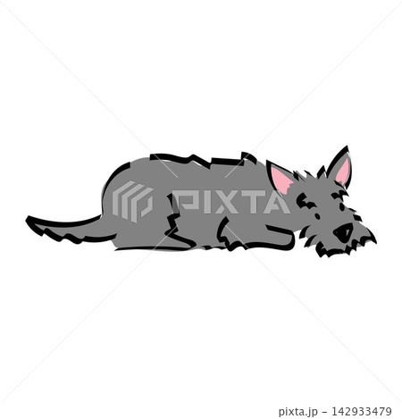 Cute illustration a sleeping Scottish Terrier. Doodle resting dog drawing. Pet portrait. Cute illustration a sleeping Scottish Terrier. Doodle resting dog drawing. Pet portrait. 142933479