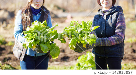 冬野菜を収穫する2人の女性 冬野菜を収穫する2人の女性 142933857