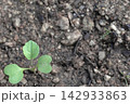 成長する丸い双葉と右側のコピースペース（茎ブロッコリー） 142933863