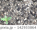 鋸歯のある新芽と右側のコピースペース（春菊） 142933864