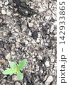 土から芽吹く鋸歯の新芽と背景余白（春菊） 142933865