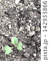 土から芽吹く丸い双葉と背景余白（茎ブロッコリー） 142933866