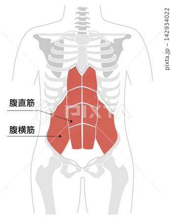 腹筋群と人体の骨格のシンプルな解剖図 腹筋群と人体の骨格のシンプルな解剖図 142934022