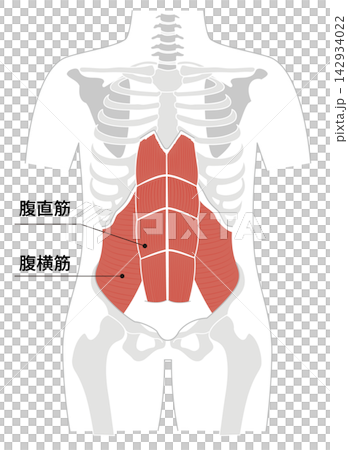 腹筋群と人体の骨格のシンプルな解剖図 腹筋群と人体の骨格のシンプルな解剖図 142934022