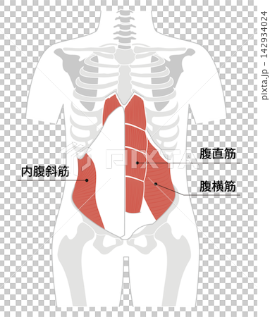 腹部肌肉和人體骨骼的簡單解剖圖。 腹部肌肉和人體骨骼的簡單解剖圖。 142934024