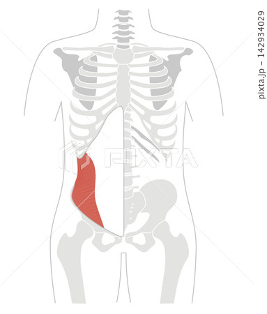 腹筋群と人体の骨格のシンプルな解剖図 腹筋群と人体の骨格のシンプルな解剖図 142934029