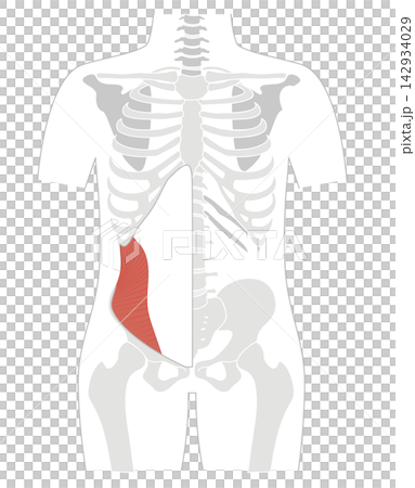 腹筋群と人体の骨格のシンプルな解剖図 腹筋群と人体の骨格のシンプルな解剖図 142934029