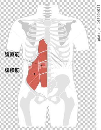 A simple anatomical diagram of the abdominal muscles and the human skeleton. A simple anatomical diagram of the abdominal muscles and the human skeleton. 142934031