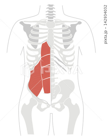 腹筋群と人体の骨格のシンプルな解剖図 腹筋群と人体の骨格のシンプルな解剖図 142934032