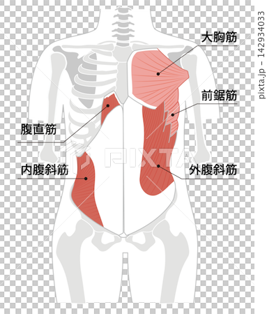 A simple anatomical diagram of the abdominal muscles and the human skeleton. A simple anatomical diagram of the abdominal muscles and the human skeleton. 142934033