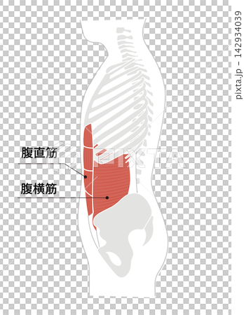 A simple anatomical diagram of the abdominal muscles and the human skeleton. A simple anatomical diagram of the abdominal muscles and the human skeleton. 142934039