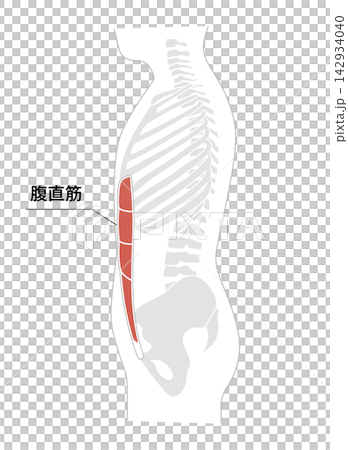 A simple anatomical diagram of the abdominal muscles and the human skeleton. A simple anatomical diagram of the abdominal muscles and the human skeleton. 142934040