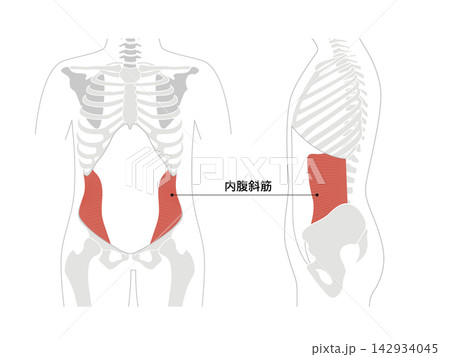 腹筋群と人体の骨格のシンプルな解剖図 142934045