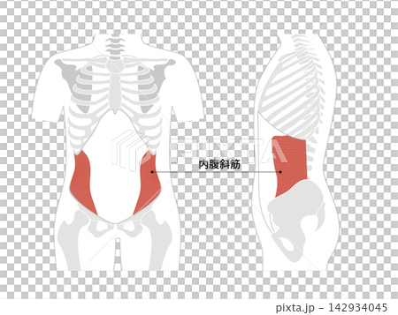 腹筋群と人体の骨格のシンプルな解剖図 142934045