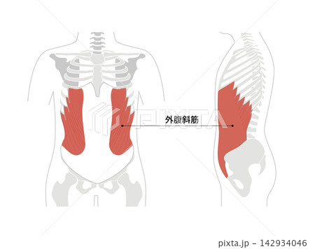 腹筋群と人体の骨格のシンプルな解剖図 腹筋群と人体の骨格のシンプルな解剖図 142934046