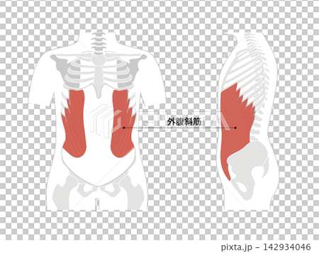 腹筋群と人体の骨格のシンプルな解剖図 腹筋群と人体の骨格のシンプルな解剖図 142934046