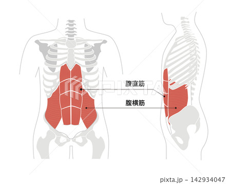 腹筋群と人体の骨格のシンプルな解剖図 腹筋群と人体の骨格のシンプルな解剖図 142934047