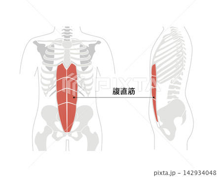 腹筋群と人体の骨格のシンプルな解剖図 腹筋群と人体の骨格のシンプルな解剖図 142934048