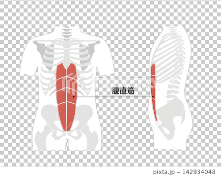 腹筋群と人体の骨格のシンプルな解剖図 腹筋群と人体の骨格のシンプルな解剖図 142934048