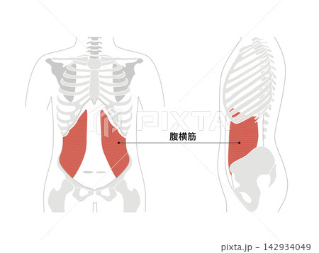 腹筋群と人体の骨格のシンプルな解剖図 142934049