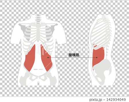 A simple anatomical diagram of the abdominal muscles and the human skeleton. A simple anatomical diagram of the abdominal muscles and the human skeleton. 142934049