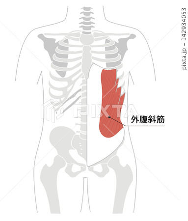 腹筋群と人体の骨格のシンプルな解剖図 腹筋群と人体の骨格のシンプルな解剖図 142934053