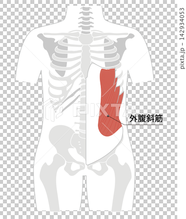 腹筋群と人体の骨格のシンプルな解剖図 腹筋群と人体の骨格のシンプルな解剖図 142934053