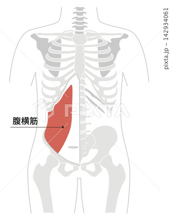 腹筋群と人体の骨格のシンプルな解剖図 腹筋群と人体の骨格のシンプルな解剖図 142934061