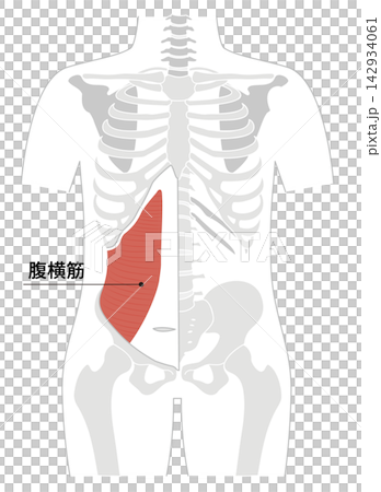腹筋群と人体の骨格のシンプルな解剖図 腹筋群と人体の骨格のシンプルな解剖図 142934061