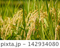首を垂れて 142934080