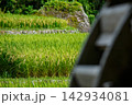 新米と水車 142934081