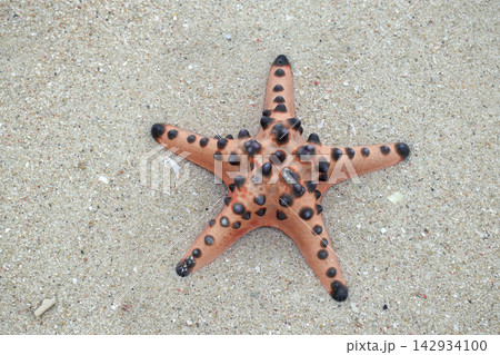 Starfish on a white sandy beach with clear water 142934100