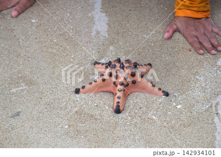 Starfish on a white sandy beach with clear water 142934101